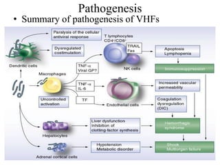 Vhf Algorithm Viral haemorrhagic fevers in nigeria | PDF