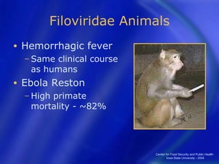 Filoviridae Animals Hemorrhagic fever Same clinical course as humans Ebola Reston High primate mortality - ~82% Center for Food Security and Public Health  Iowa State University - 2004 