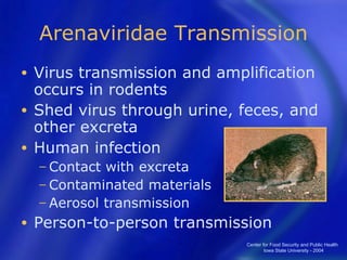 Arenaviridae Transmission Virus transmission and amplification occurs in rodents Shed virus through urine, feces, and other excreta Human infection  Contact with excreta Contaminated materials Aerosol transmission Person-to-person transmission Center for Food Security and Public Health  Iowa State University - 2004 