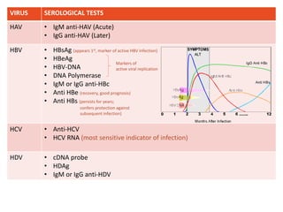 VIRUS SEROLOGICAL TESTS
HAV • IgM anti-HAV (Acute)
• IgG anti-HAV (Later)
HBV • HBsAg (appears 1st, marker of active HBV infection)
• HBeAg
• HBV-DNA
• DNA Polymerase
• IgM or IgG anti-HBc
• Anti HBe (recovery, good prognosis)
• Anti HBs (persists for years;
confers protection against
subsequent infection)
HCV • Anti-HCV
• HCV RNA (most sensitive indicator of infection)
HDV • cDNA probe
• HDAg
• IgM or IgG anti-HDV
Markers of
active viral replication
 