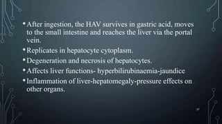 •After ingestion, the HAV survives in gastric acid, moves
to the small intestine and reaches the liver via the portal
vein.
•Replicates in hepatocyte cytoplasm.
•Degeneration and necrosis of hepatocytes.
•Affects liver functions- hyperbilirubinaemia-jaundice
•Inflammation of liver-hepatomegaly-pressure effects on
other organs.
37
 