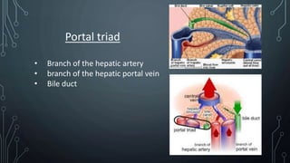 Portal triad
• Branch of the hepatic artery
• branch of the hepatic portal vein
• Bile duct
4
 
