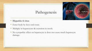 Pathogenesis
• Hepatitis A virus
• Enter body by feco-oral route.
• Multiply in hepatocytes & excretion in stools.
• No cytopathic effect on hepatocyte ie does not cause much hepatocyte
damage.
 
