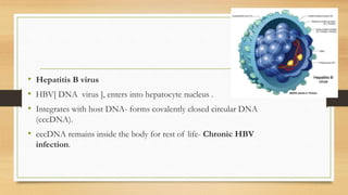 • Hepatitis B virus
• HBV[ DNA virus ], enters into hepatocyte nucleus .
• Integrates with host DNA- forms covalently closed circular DNA
(cccDNA).
• cccDNA remains inside the body for rest of life- Chronic HBV
infection.
 