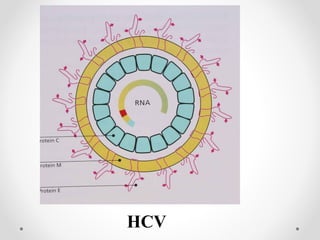 HCV
 