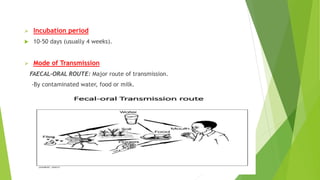  Incubation period
 10-50 days (usually 4 weeks).
 Mode of Transmission
FAECAL-ORAL ROUTE: Major route of transmission.
-By contaminated water, food or milk.
 