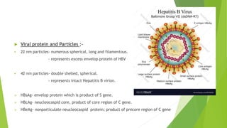  Viral protein and Particles :-
 22 nm particles- numerous spherical, long and filamentous.
- represents excess envelop protein of HBV
 42 nm particles- double shelled, spherical.
- represents intact Hepatitis B virion.
 HBsAg- envelop protein which is product of S gene.
 HBcAg- neucleocaspid core, product of core region of C gene.
 HBeAg- nonparticulate neucleocaspid protein; product of precore region of C gene
 