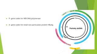  P- gene codes for HBV DNA polymerase
 X- gene codes for small non particulate protein HBxAg.
 