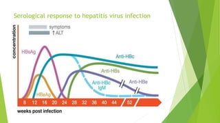 Serological response to hepatitis virus infection
 