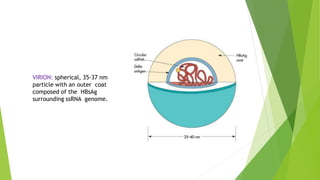 VIRION: spherical, 35-37 nm
particle with an outer coat
composed of the HBsAg
surrounding ssRNA genome.
 