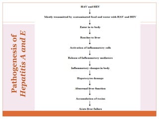Pathogenesisof
HepatitisAandE
 