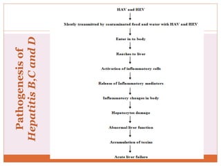 Pathogenesisof
HepatitisB,CandD
 