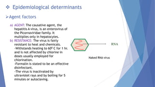  Epidemiological determinants
Agent factors
a) AGENT: The causative agent, the
hepatitis A virus, is an enterovirus of
the Picornaviridae family. It
multiplies only in hepatocytes.
b) RESISTANCE: The virus is fairly
resistant to heat and chemicals.
-Withstands heating to 600 C for 1 hr.
and is not affected by chlorine in
doses usually employed for
chlorination.
-Formalin is stated to be an effective
disinfectant.
-The virus is inactivated by
ultraviolet rays and by boiling for 5
minutes or autoclaving.
RNA
Naked RNA virus
 