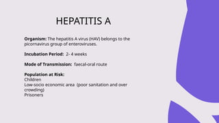 Organism: The hepatitis A virus (HAV) belongs to the
picornavirus group of enteroviruses.
Incubation Period: 2- 4 weeks
Mode of Transmission: faecal-oral route
Population at Risk:
Children
Low-socio economic area (poor sanitation and over
crowding)
Prisoners
HEPATITIS A
 
