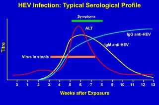 HEV Infection: Typical Serological Profile
Symptoms

ALT

Titre

IgG anti-HEV
IgM anti-HEV
Virus in stools

0

1

2

3

4

5

6

7

8

Weeks after Exposure

9

10

11

12

13

 