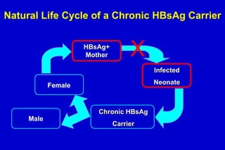 Natural Life Cycle of a Chronic HBsAg Carrier
HBsAg+
Mother

X
Infected
Neonate

Female

Chronic HBsAg
Male

Carrier

 