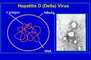 Hepatitis D (Delta) Virus
antigen

HBsAg

RNA

 