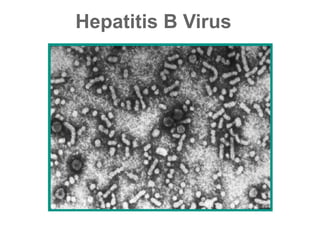Hepatitis B Virus
 