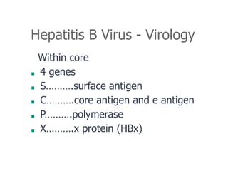 Hepatitis B Virus - Virology
Within core
■ 4 genes
■ S……….surface antigen
■ C……….core antigen and e antigen
■ P……….polymerase
■ X……….x protein (HBx)
 