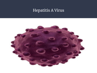 Hepatitis A Virus
 