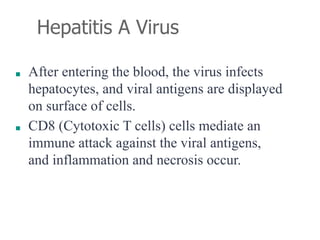 Hepatitis A Virus
■ After entering the blood, the virus infects
hepatocytes, and viral antigens are displayed
on surface of cells.
■ CD8 (Cytotoxic T cells) cells mediate an
immune attack against the viral antigens,
and inflammation and necrosis occur.
 