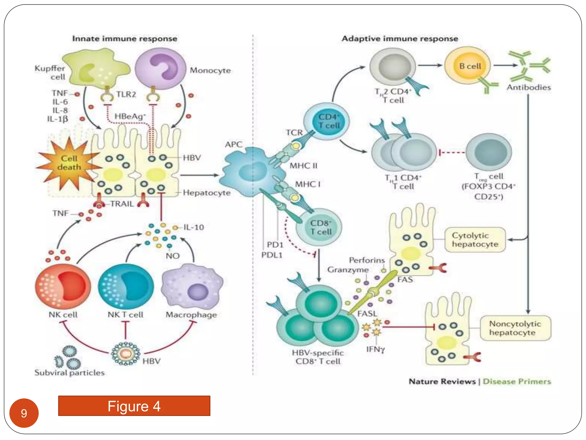 Viral hepatitis :- Pathophsiology of Hepatitis B | PPTX