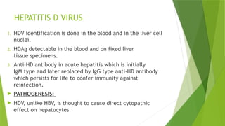 HEPATITIS D VIRUS
1. HDV identification is done in the blood and in the liver cell
nuclei.
2. HDAg detectable in the blood and on fixed liver
tissue specimens.
3. Anti-HD antibody in acute hepatitis which is initially
IgM type and later replaced by IgG type anti-HD antibody
which persists for life to confer immunity against
reinfection.
 PATHOGENESIS:
 HDV, unlike HBV, is thought to cause direct cytopathic
effect on hepatocytes.
 