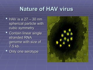 Nature of HAV virus
Nature of HAV virus
 HAV is a 27 – 30 nm
HAV is a 27 – 30 nm
spherical particle with
spherical particle with
cubic symmetry
cubic symmetry
 Contain linear single
Contain linear single
stranded RNA
stranded RNA
genome with size of
genome with size of
7.5 kb.
7.5 kb.
 Only one serotype
Only one serotype
 