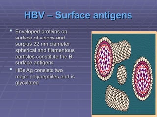 HBV – Surface antigens
HBV – Surface antigens
 Enveloped proteins on
Enveloped proteins on
surface of virions and
surface of virions and
surplus 22 nm diameter
surplus 22 nm diameter
spherical and filamentous
spherical and filamentous
particles constitute the B
particles constitute the B
surface antigens
surface antigens
 HBs Ag consists two
HBs Ag consists two
major polypeptides and is
major polypeptides and is
glycolated
glycolated
 