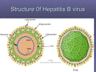 Structure 0f Hepatitis B virus
Structure 0f Hepatitis B virus
 