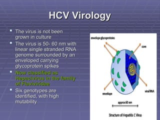 HCV Virology
HCV Virology
 The virus is not been
The virus is not been
grown in culture
grown in culture
 The virus is 50- 60 nm with
The virus is 50- 60 nm with
linear single stranded RNA
linear single stranded RNA
genome surrounded by an
genome surrounded by an
enveloped carrying
enveloped carrying
glycoprotein spikes
glycoprotein spikes
 Now classified as
Now classified as
Hepacivirus in the family
Hepacivirus in the family
of Flaviviridae
of Flaviviridae
 Six genotypes are
Six genotypes are
identified, with high
identified, with high
mutability
mutability
 