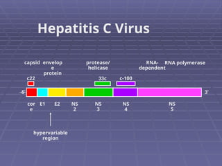 hypervariable
region
capsid envelop
e
protein
protease/
helicase
RNA-
dependent
RNA polymerase
c22
5’
cor
e
E1 E2 NS
2
NS
3
33c
NS
4
c-100
NS
5
3’
Hepatitis C Virus
 