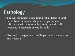 Pathology
 The typical morphologic lesions of all types of viral
hepatitis are similar and consist of panlobular
infiltration with mononuclear cells, hepatic cell
necrosis, hyperplasia of Kupffer cells
 Liver cell damage consists of hepatic cell degeneration
and necrosis
 