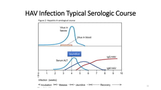 HAV Infection Typical Serologic Course
12
Figure 2: Hepatitis A serological course
Jaundice
 