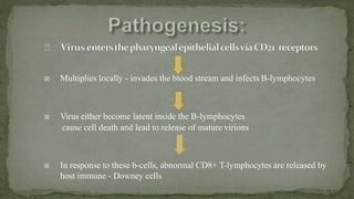  Multiplies locally - invades the blood stream and infects B-lymphocytes
 Virus either become latent inside the B-lymphocytes
cause cell death and lead to release of mature virions
 In response to these b-cells, abnormal CD8+ T-lymphocytes are released by
host immune - Downey cells
 