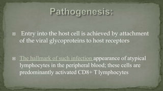  Entry into the host cell is achieved by attachment
of the viral glycoproteins to host receptors
 The hallmark of such infection appearance of atypical
lymphocytes in the peripheral blood; these cells are
predominantly activated CD8+ T lymphocytes
 