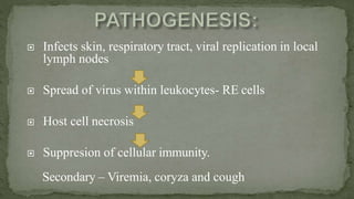  Infects skin, respiratory tract, viral replication in local
lymph nodes
 Spread of virus within leukocytes- RE cells
 Host cell necrosis
 Suppresion of cellular immunity.
Secondary – Viremia, coryza and cough
 