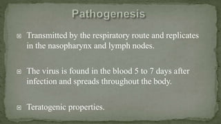  Transmitted by the respiratory route and replicates
in the nasopharynx and lymph nodes.
 The virus is found in the blood 5 to 7 days after
infection and spreads throughout the body.
 Teratogenic properties.
 