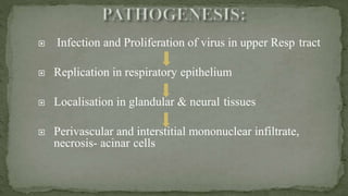  Infection and Proliferation of virus in upper Resp tract
 Replication in respiratory epithelium
 Localisation in glandular & neural tissues
 Perivascular and interstitial mononuclear infiltrate,
necrosis- acinar cells
 