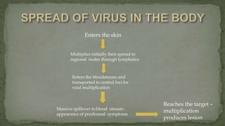 Enters the skin
Multiplies initially then spread to
regional nodes through lymphatics
Enters the bloodstream and
transported to central foci for
viral multiplication
Massive spillover to blood stream–
appearance of prodromal symptoms
Reaches the target –
multiplication
produces lesion
 