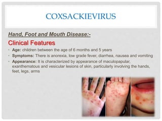 COXSACKIEVIRUS
Hand, Foot and Mouth Disease:-
Clinical Features
• Age: children between the age of 6 months and 5 years
• Symptoms: There is anorexia, low grade fever, diarrhea, nausea and vomiting
• Appearance: It is characterized by appearance of maculopapular,
exanthematous and vesicular lesions of skin, particularly involving the hands,
feet, legs, arms
 