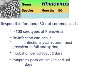 Spring Infections Viral Infections of the Respiratory Tract.pptx