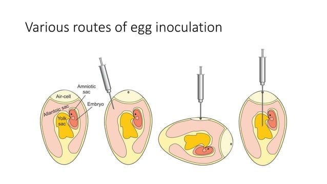 How Inoculation Done Viral innoculation methods.pdf