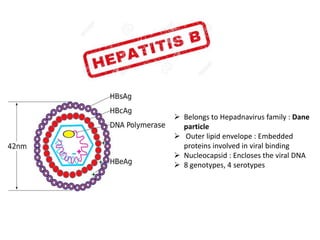  Belongs to Hepadnavirus family : Dane
particle
 Outer lipid envelope : Embedded
proteins involved in viral binding
 Nucleocapsid : Encloses the viral DNA
 8 genotypes, 4 serotypes
 