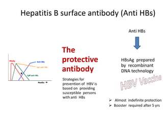 Strategies for
prevention of HBV is
based on providing
susceptible persons
with anti HBs
The
protective
antibody
Anti HBs
HBsAg prepared
by recombinant
DNA technology
 Almost indefinite protection
 Booster required after 5 yrs
Hepatitis B surface antibody (Anti HBs)
 