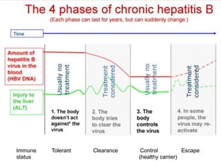Immune Tolerant Clearance Control Escape
status (healthy carrier)
 