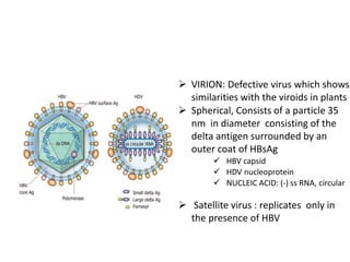  VIRION: Defective virus which shows
similarities with the viroids in plants
 Spherical, Consists of a particle 35
nm in diameter consisting of the
delta antigen surrounded by an
outer coat of HBsAg
 HBV capsid
 HDV nucleoprotein
 NUCLEIC ACID: (-) ss RNA, circular
 Satellite virus : replicates only in
the presence of HBV
 