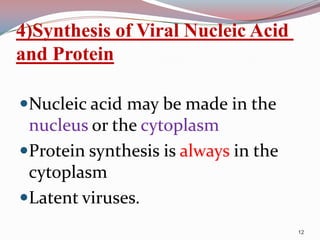 4)Synthesis of Viral Nucleic Acid
and Protein
Nucleic acid may be made in the

nucleus or the cytoplasm
Protein synthesis is always in the
cytoplasm
Latent viruses.
12

 