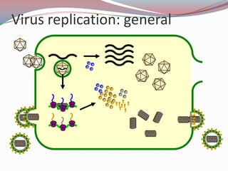 Virus replication: general

 