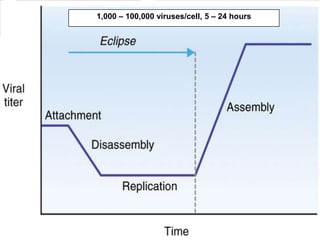 1,000 – 100,000 viruses/cell, 5 – 24 hours

 